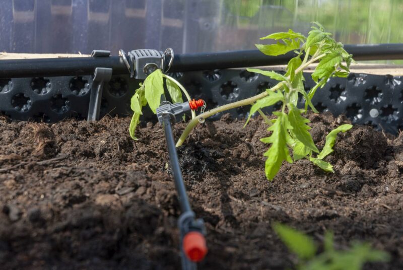 Bewässerung Gewächshaus: Detailansicht eines Micro-Drip-Systems.