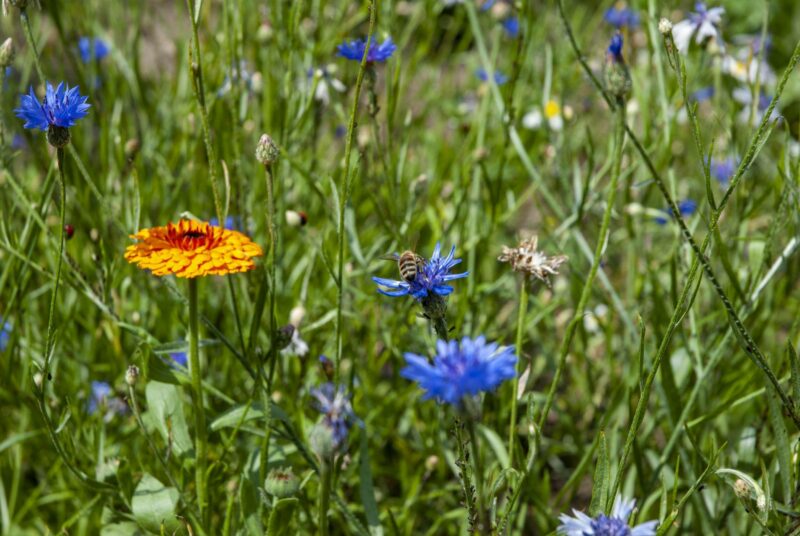 Wildblumenwiese mit Ringelblumen und Kornblumen.