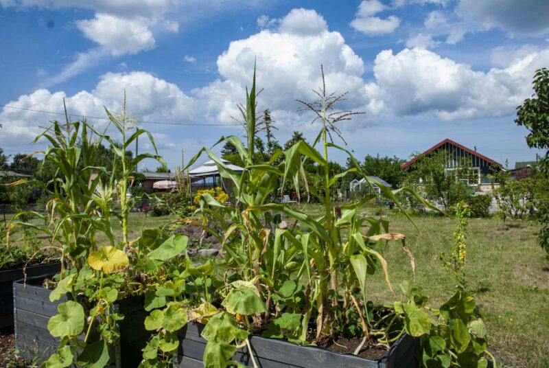 Blick auf ein Milpa-Beet.