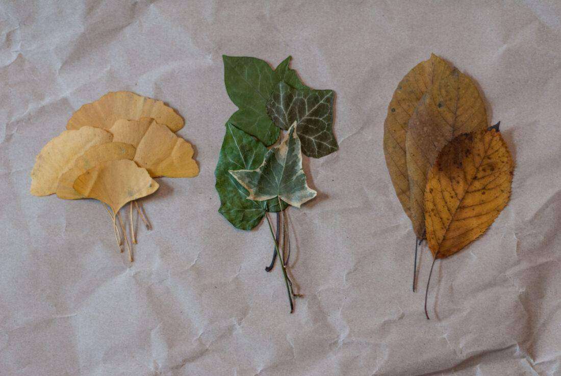 Geschenkanhänger selber machen: Aufnahme von verschiedenen gepressten Blättern. 