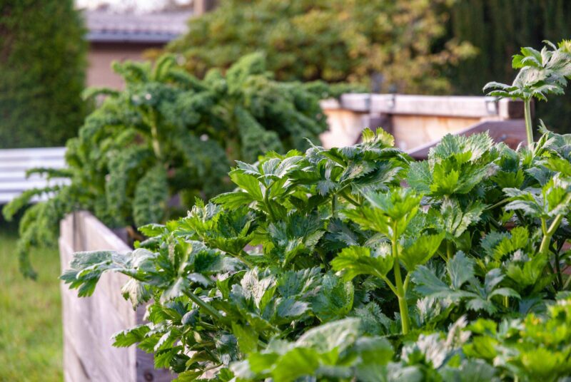 Beete planen: Blick in Hochbeete, die mit Sellerie und Grünkohl bepflanzt wurden.