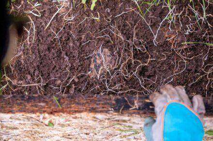 No Dig Gardening:Over-the-Shoulder-Blick auf eine Beetfläche.