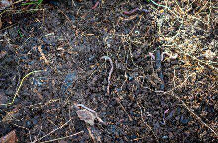 No Dig Gardening: Blick auf Erde mit Wurzeln und Regenwürmern.