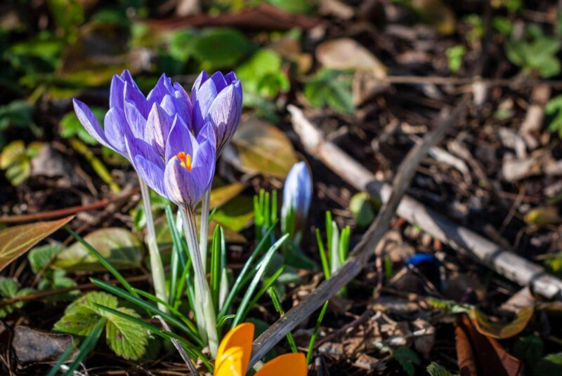 Symbolbild: Frühling