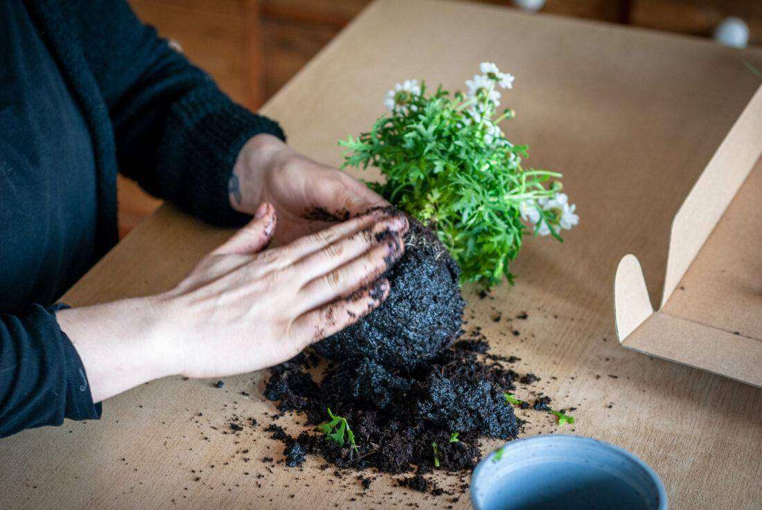 Eine Frau formt einen Erdball um eine Pflanze für ein Kokedama-DIY. 