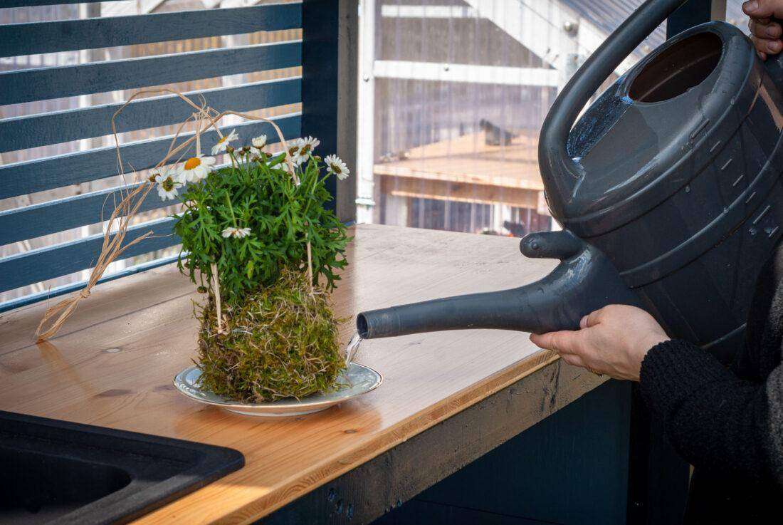 Eine Frau gießt ein DIY-Kokedama.