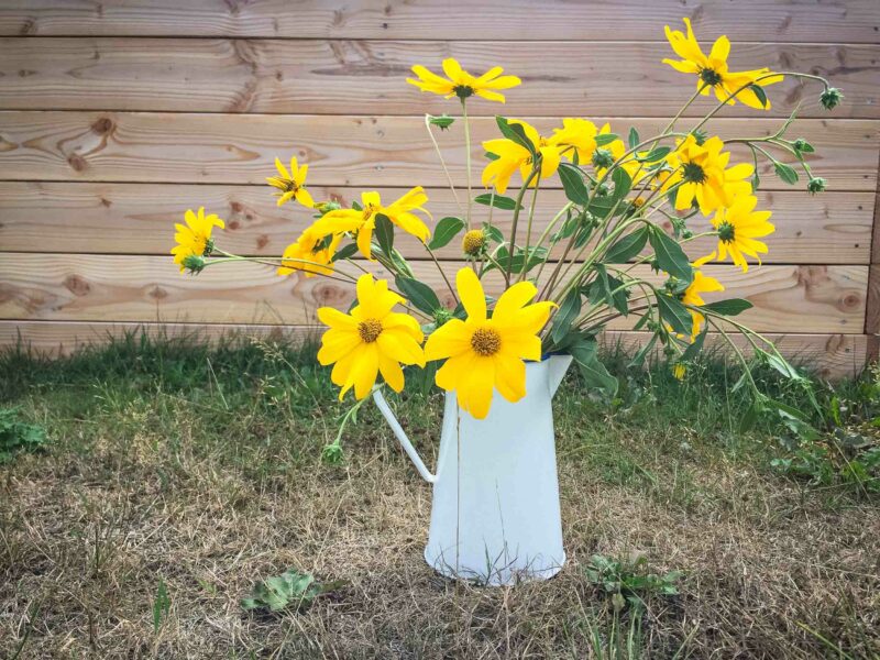 Symbolbild faule Gaertner pflegeleichter Garten
