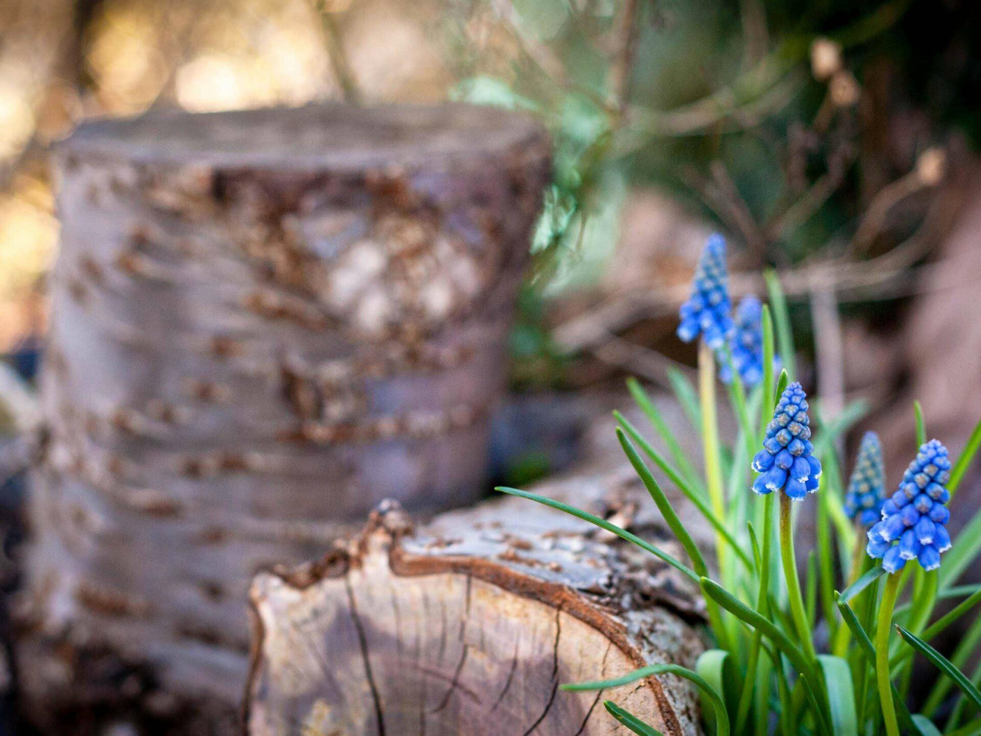 Pflegeleichter Garten 7 Tipps füf faule Gärtner Ein Stück Arbeit
