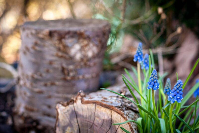 In einem Baumstumpfbeet wachsen Perlhyazinthen.