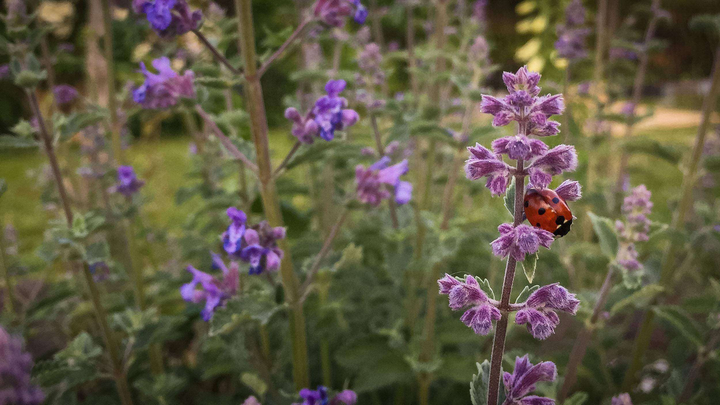 Podcast 18 Achtsamkeit im Garten und Achtsamkeit DURCH