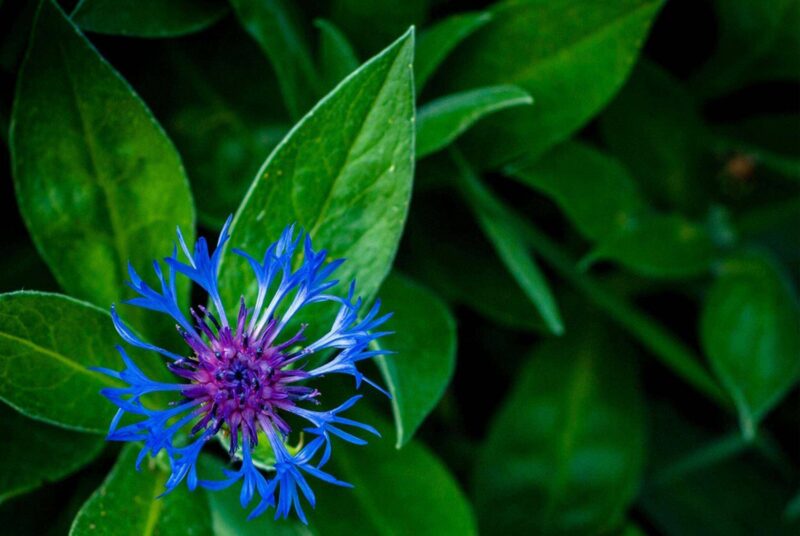 Symbolbild Achtsamkeit im Garten