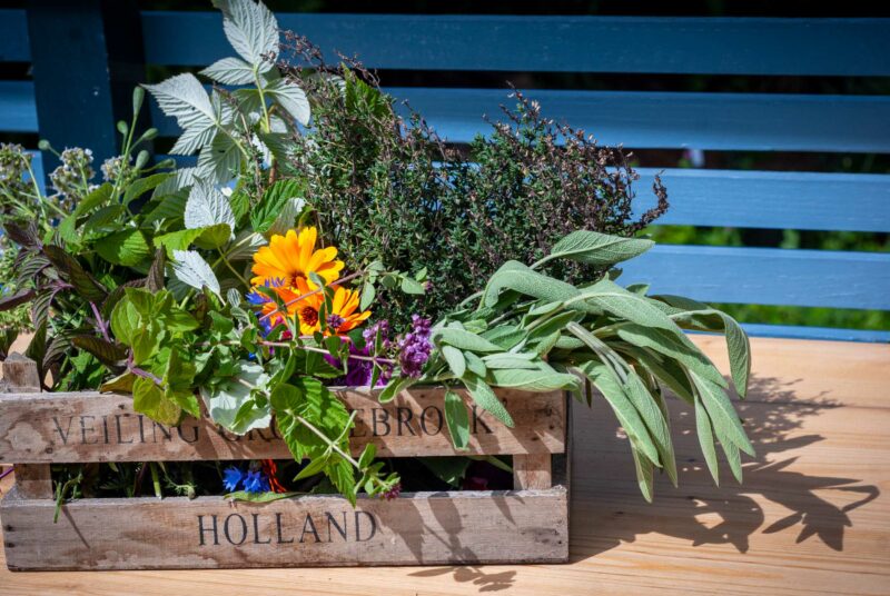 Kräuter trocknen: Ein Korb voll geernteter Kräuter steht auf einem Tisch.