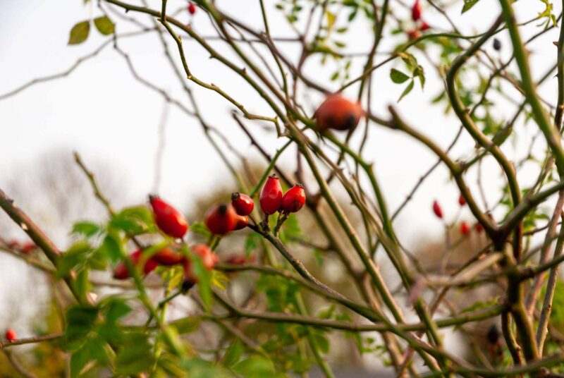 Hagebutten im goldenen Oktober-Licht.