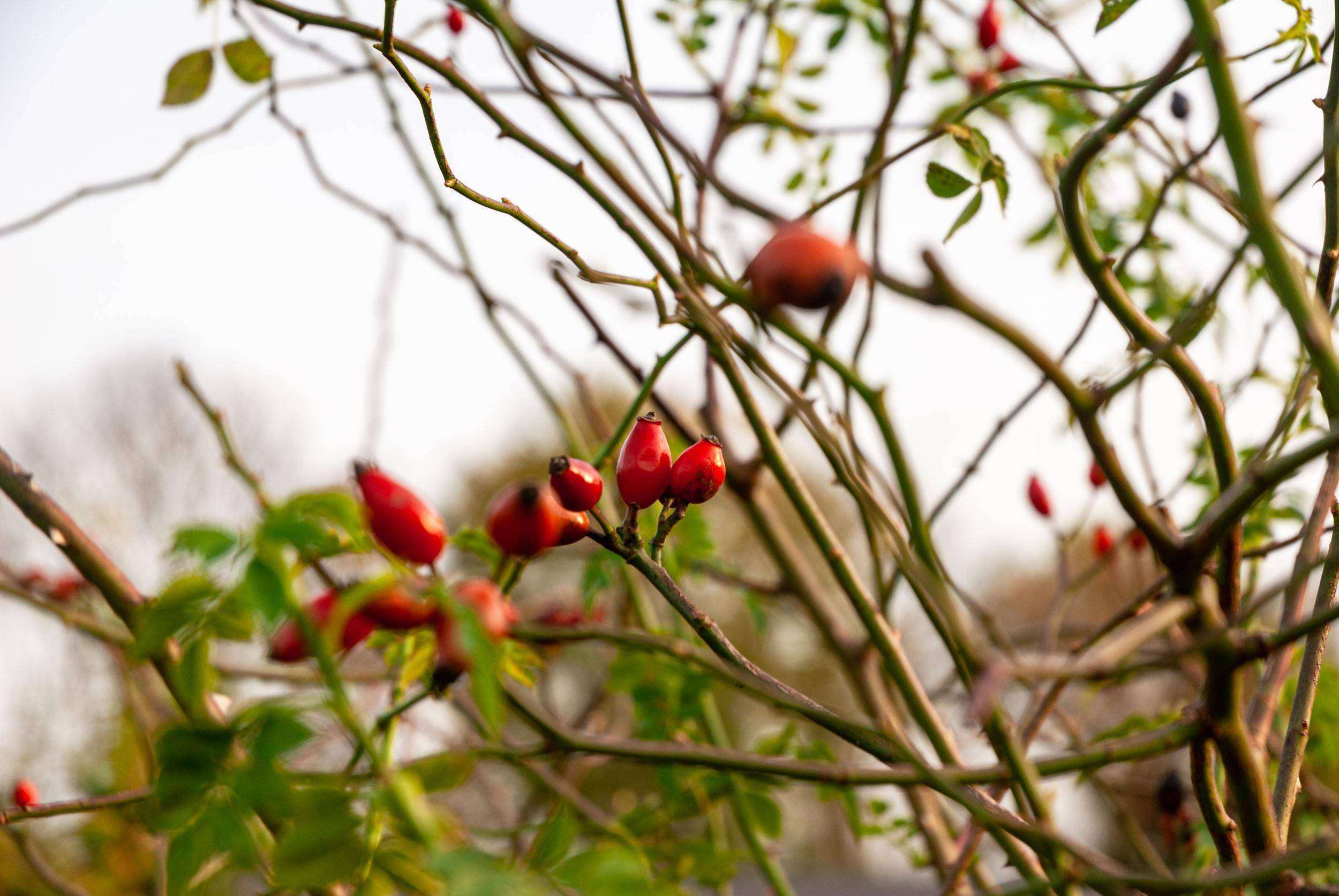 Hagebutten im goldenen Oktober-Licht.