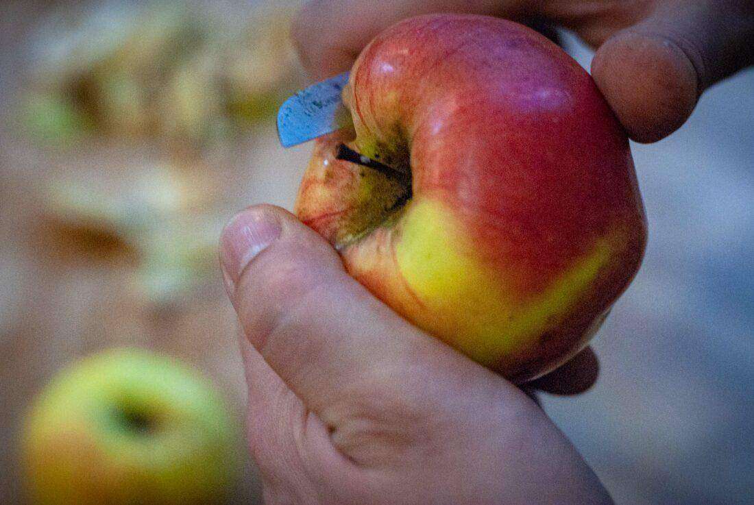 Ein Mann schneidet einen Apfel für Apfelmus. 