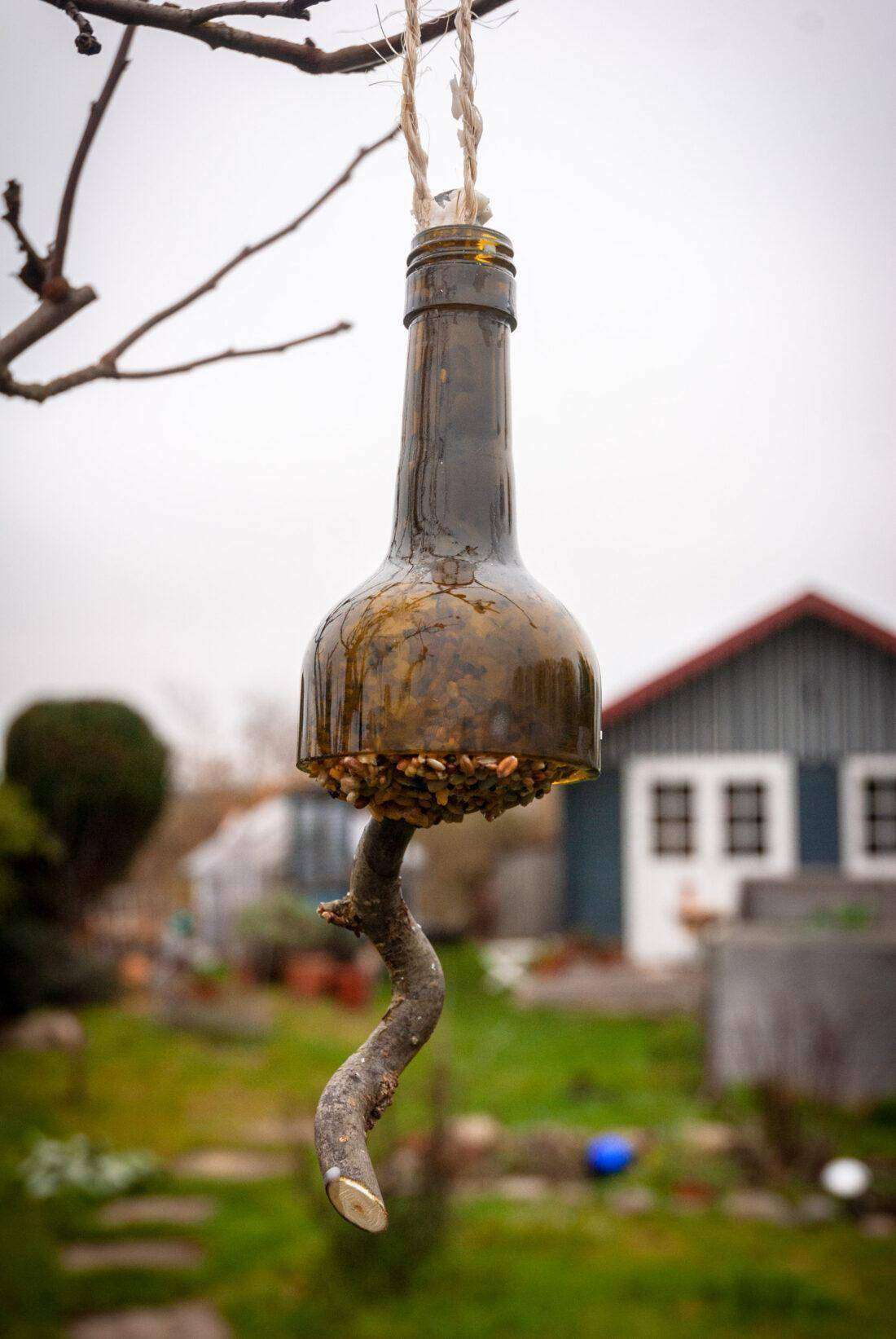 Ein selbst gemachter Meisenknödel aus einer Flasche hängt an einem Mispelbaum. 