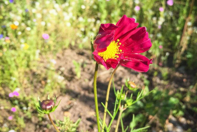 Schnittblumen im Garten: Eine Kosmee blüht in einem Blumenbeet.