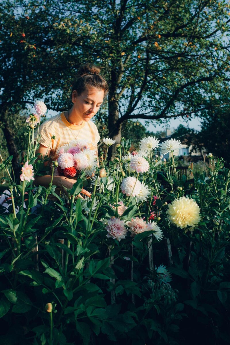 Katharina von Aus dem Garten in ihrem Dahlienbeet.