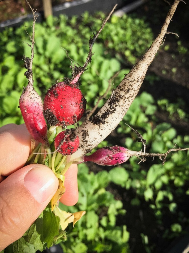 Gemüse anbauen Anfänger: Radieschen