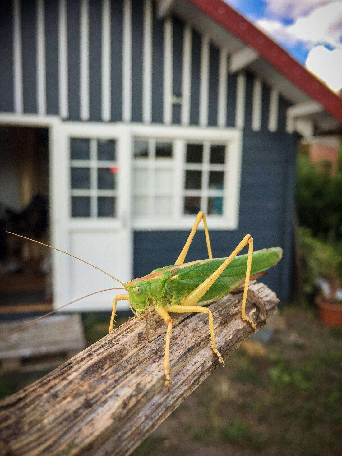 Tierfreundlicher Garten: Ein Heupferd sitzt auf einem Stück Holz.