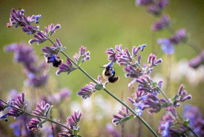 Tierfreundlicher Garten 7 Tipps auch im Podcast! Ein