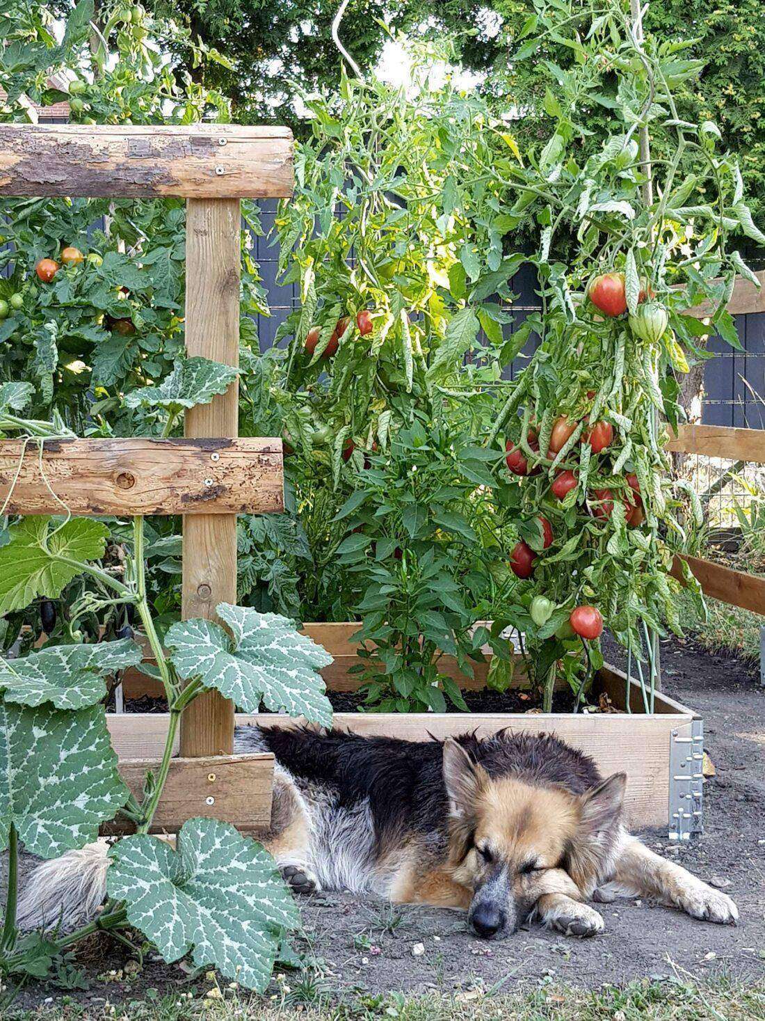 Ein Hund liegt vor einem Gemüsebeet. 