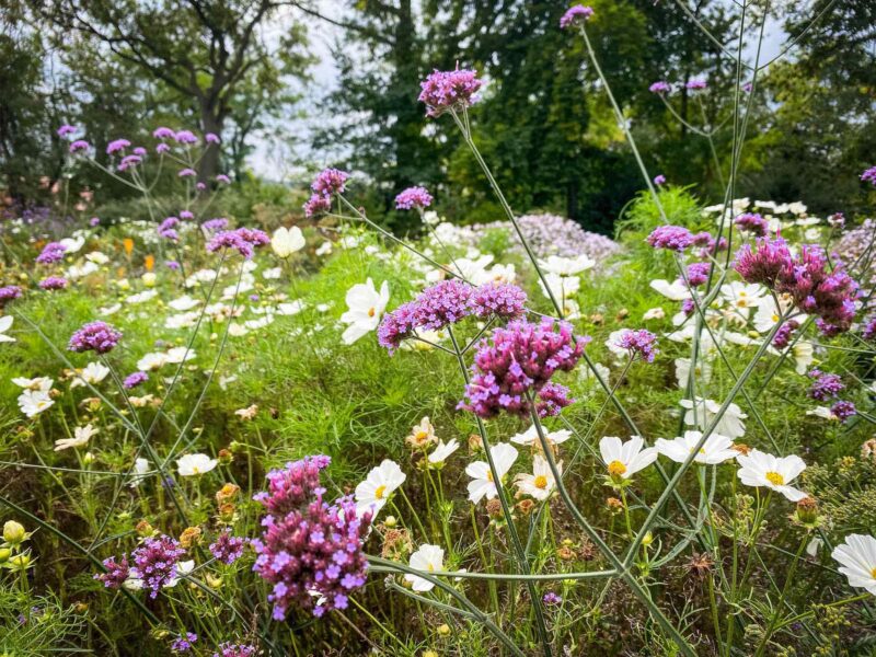 Staudenbeete auf der BUGA 2021 in Erfurt.