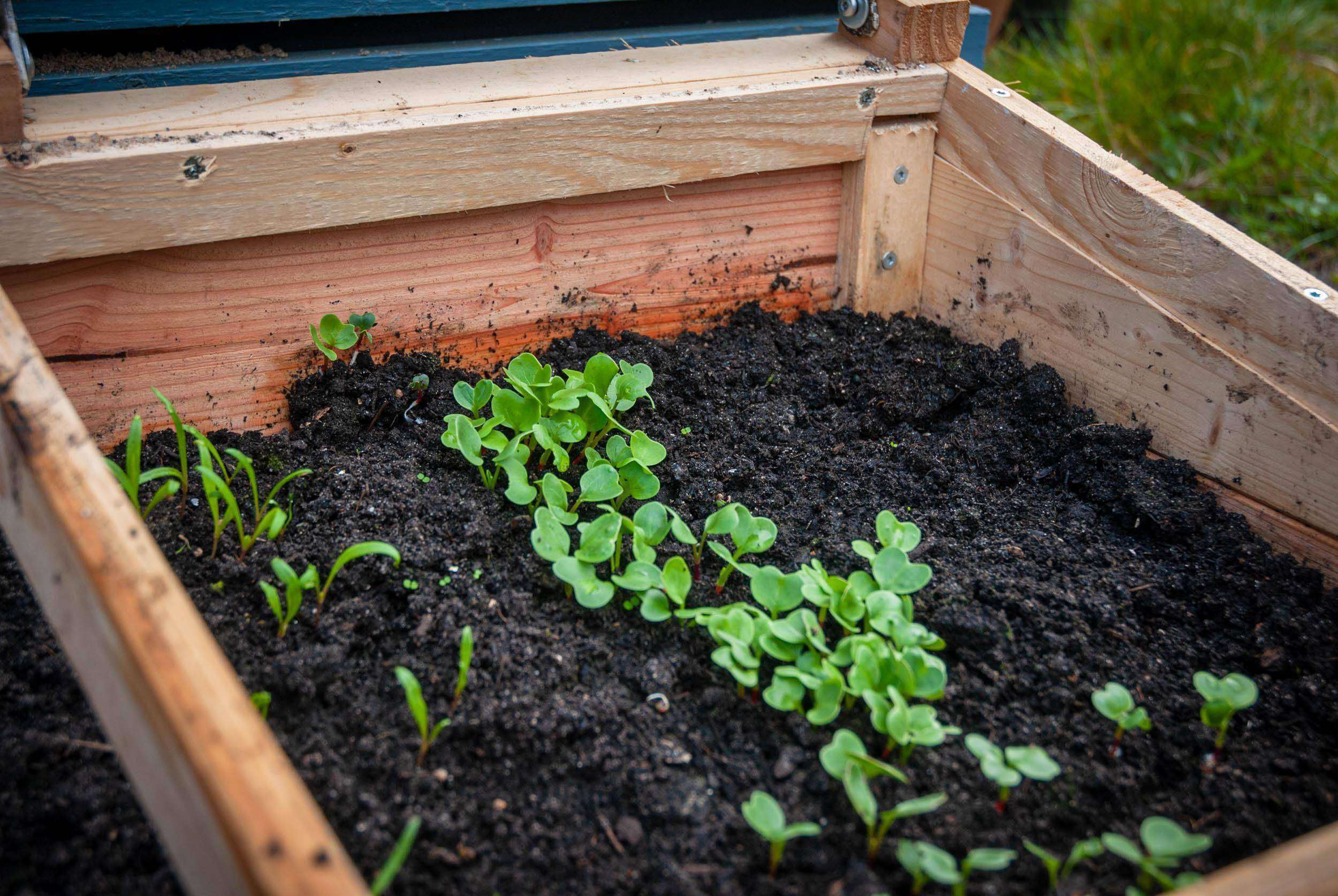Mistbeet anlegen: Blick in ein Mistbeet, indem sich Keimlinge von Spinat und Radieschen zeigen.