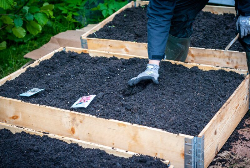 Eine Frau sät Schnittblumen in einem Schnittblumenbeet aus.