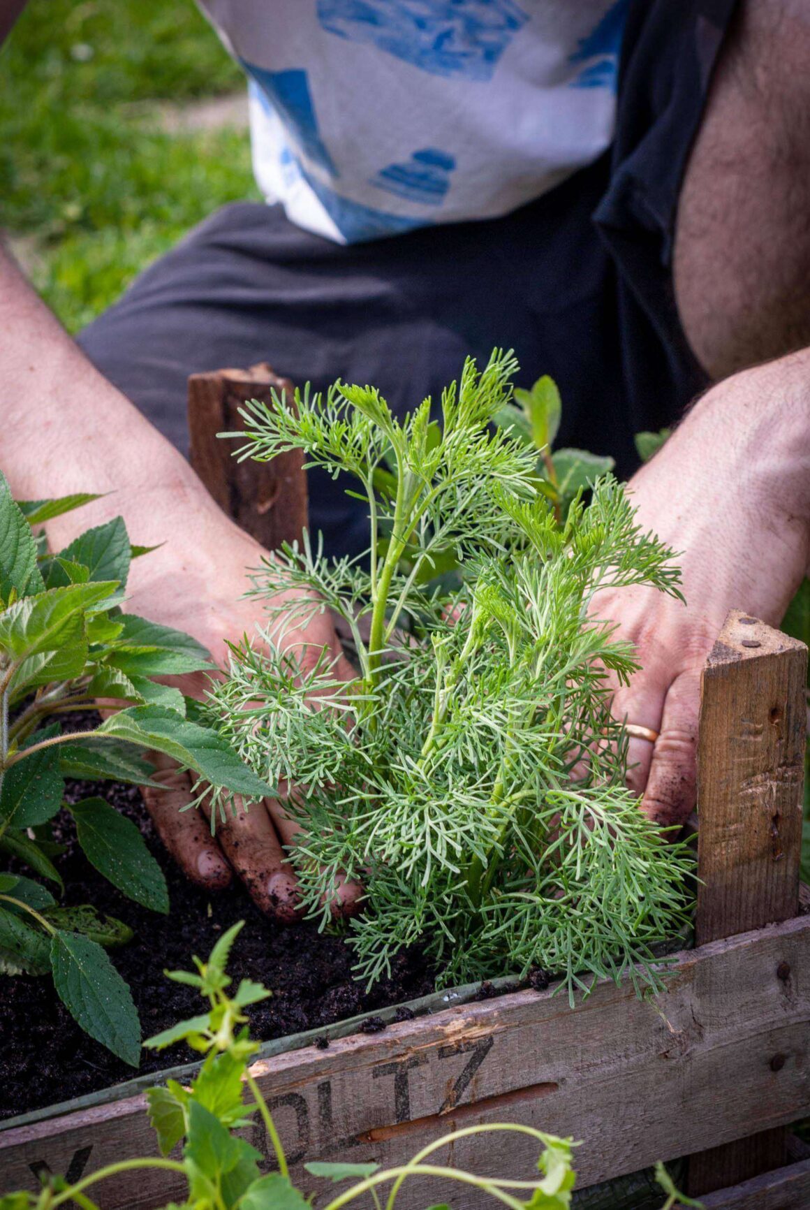 beet-fuer-kinder-anlegen-Pflanzen-andruecken