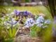 Blumenzwiebeln kaufen: Frühblüher in einem Garten