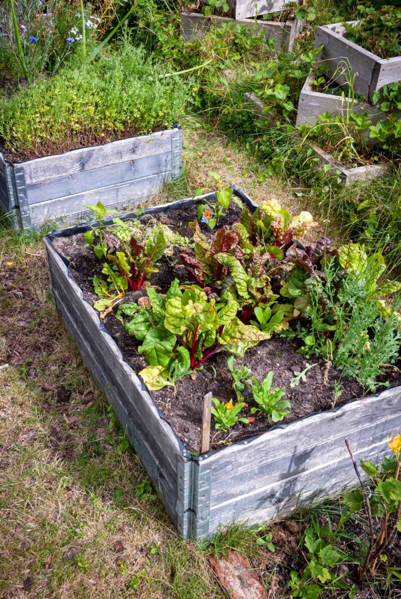 Square Foot Gardening So geht's Ein Stück Arbeit
