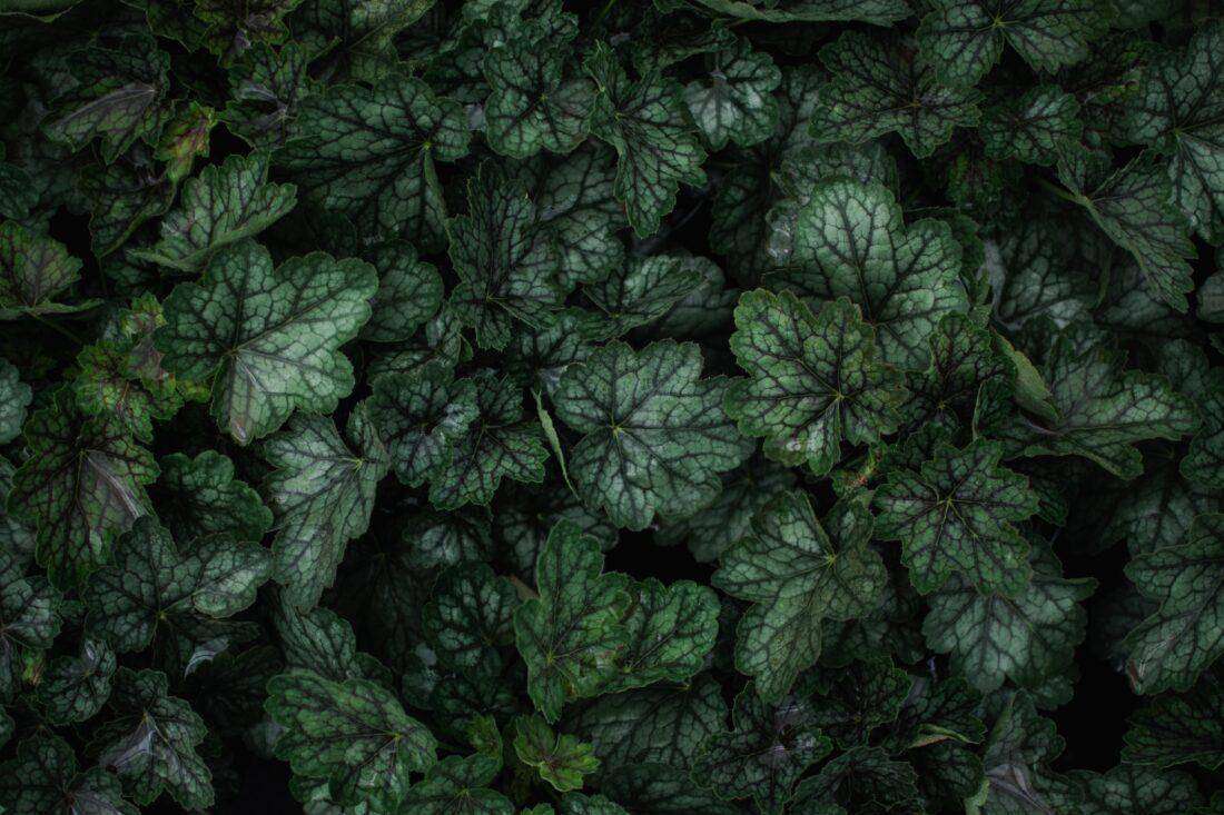 trockenheitsresistente Stauden: Nahaufnahme von Heuchera, also Purpurglöckchen.