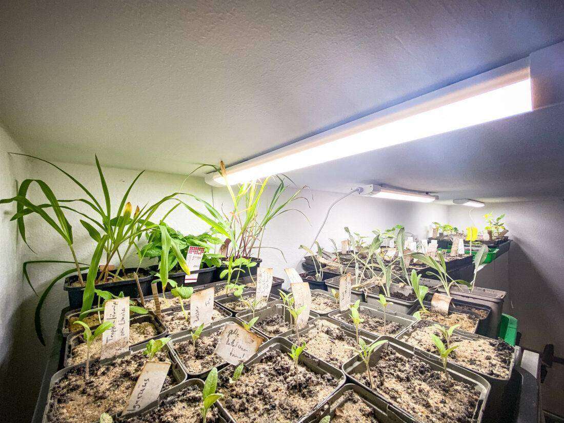 Indooranzucht mit Beleuchtung