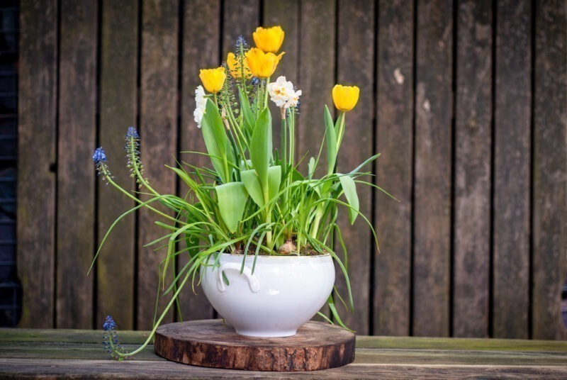 Blumenzwiebeln pflanzen: Ein Topf mit blühenden Frühblühern in gelb, weiß und blau steht vor einer Wand