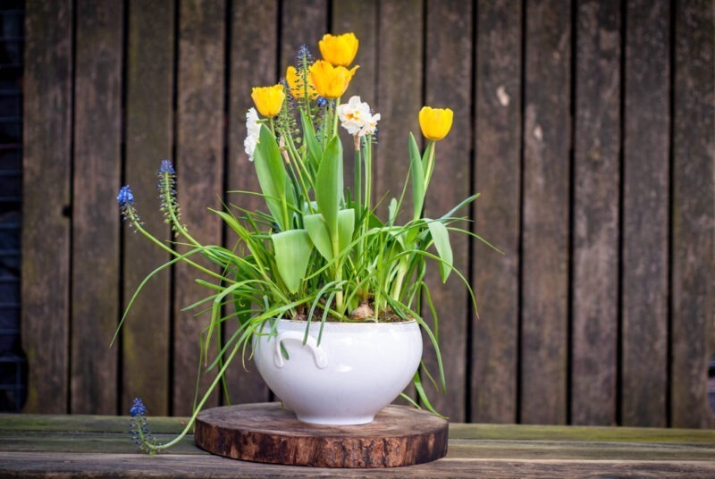 Blumenzwiebeln pflanzen: Ein Topf mit blühenden Frühblühern in gelb, weiß und blau steht vor einer Wand