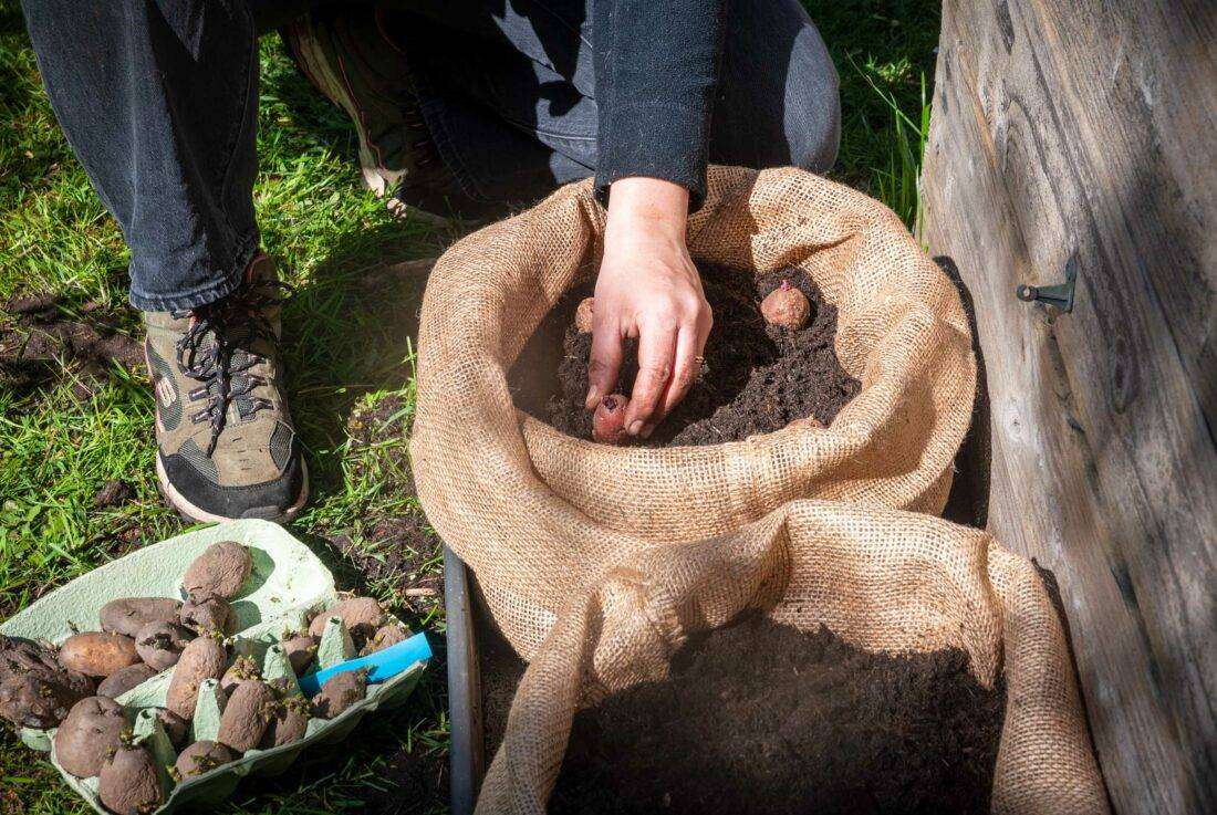 Kartoffeln werden in den vorbereiteten Sack gesetzt.