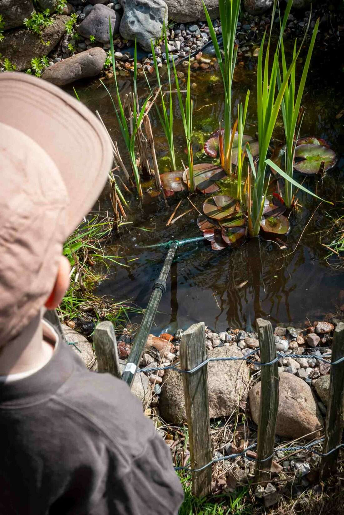Ein kleiner Junge fischt mit dem Kescher Algen und Laub aus einem Teich.
