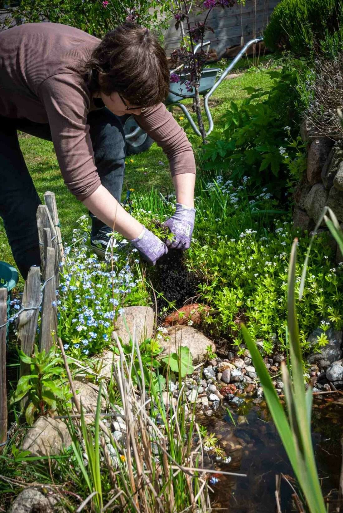 Eine Frau entfernt Pflanzen in der Uferzone eines Teiches.