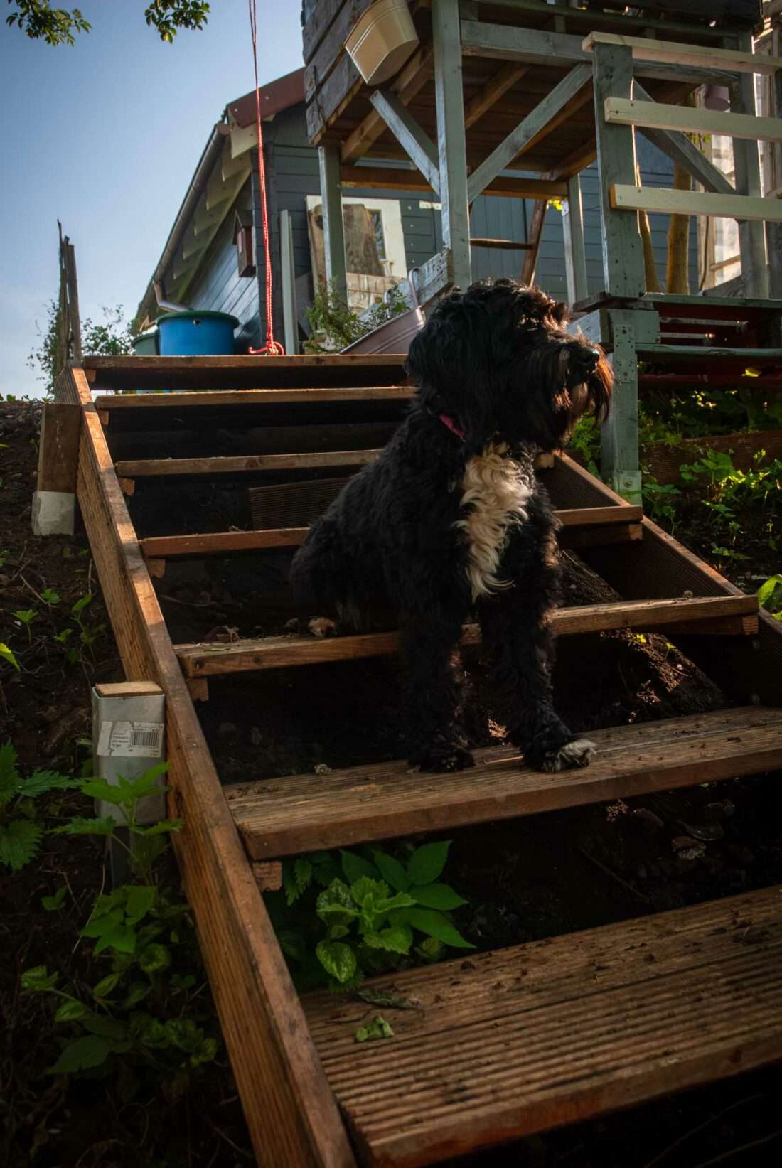 Ein Hund sitzt auf einer fertig gebauten Holztreppe.
