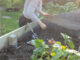 Gartenbloggerin Deborah Hucht sät im August Spinat in ein Hochbeet.