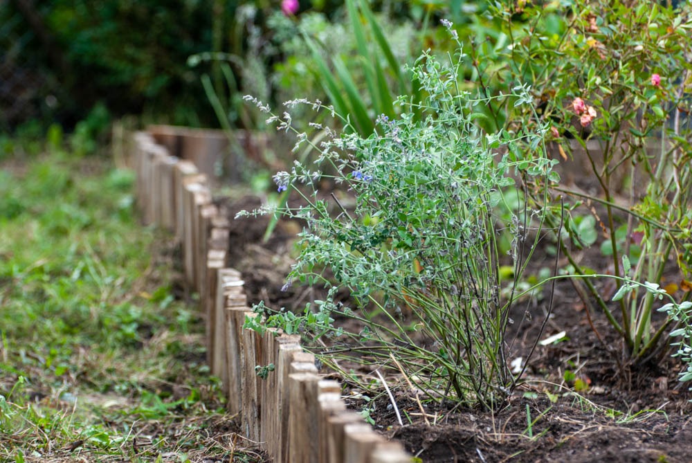 Stauden pflanzen: Beetumrandung aus alten Schalbrettern
