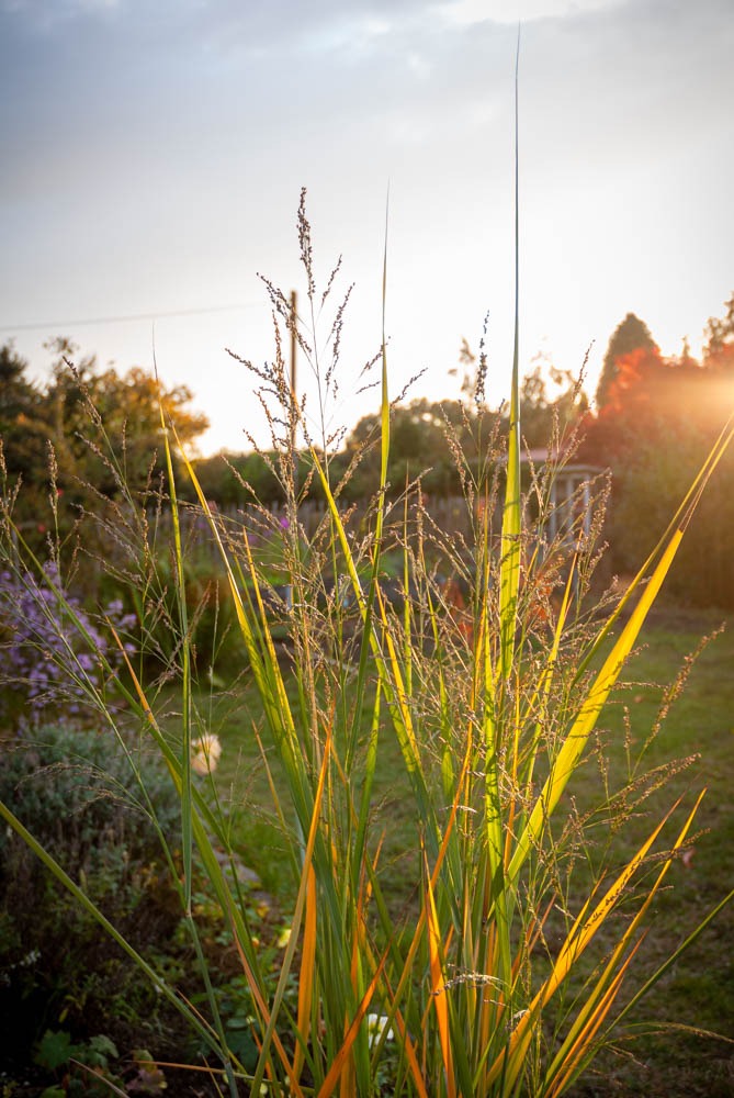 Stauden pflanzen: Blick durch die Blüte einer Rutenhirse. 