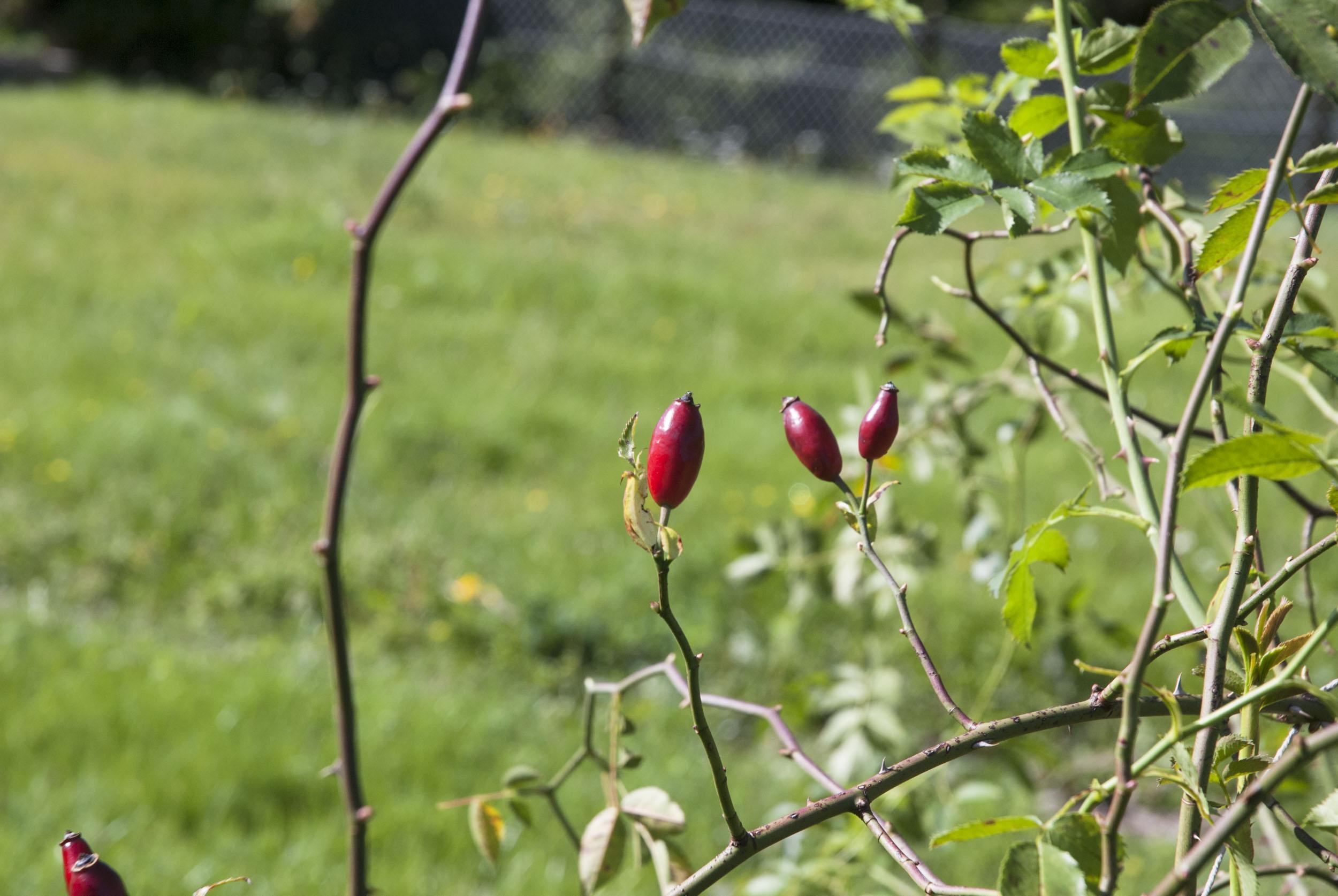 Eine Rose zeigt nach Herbstanfang Hagebutten.