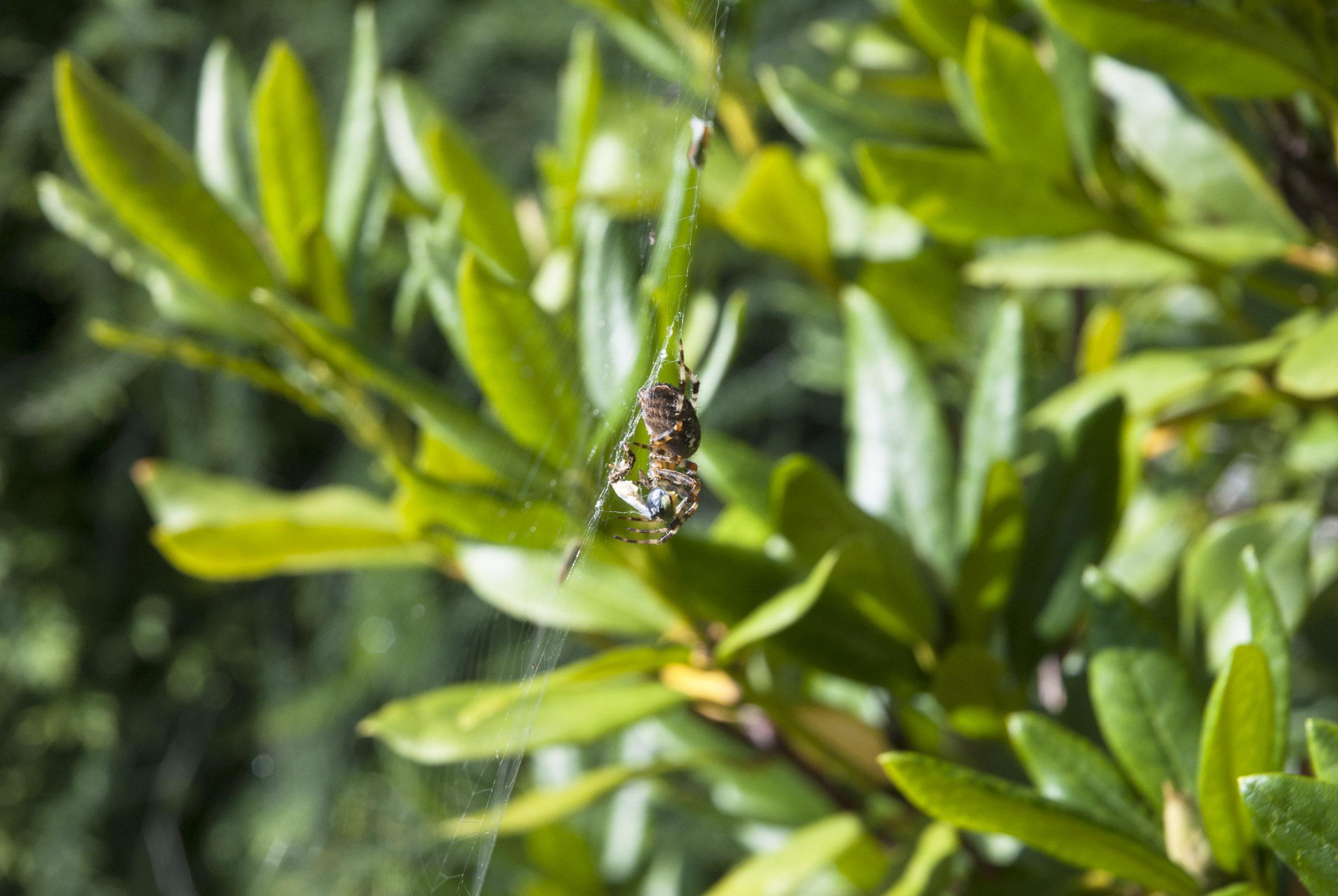 Eine Spinne lauert in einem Rhododendron-Busch.