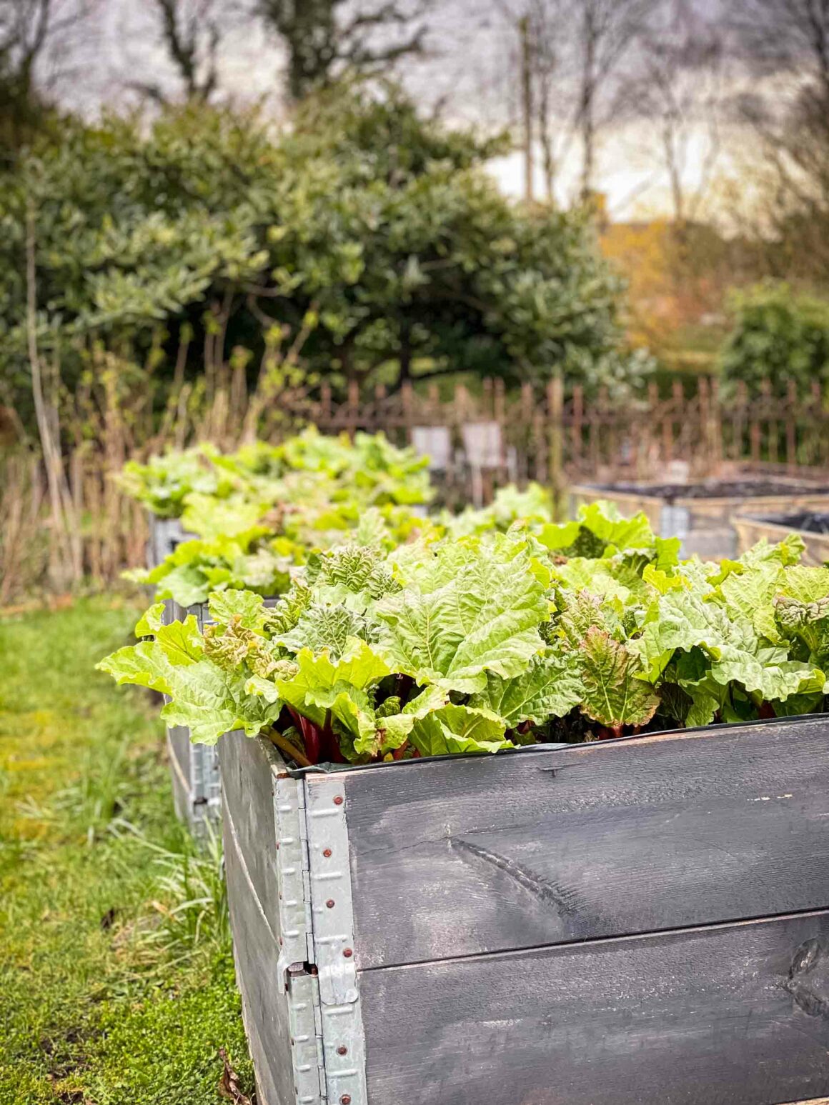 Ein Hochbeet aus Palettenrahmen, bepflanzt mit Rhabarber