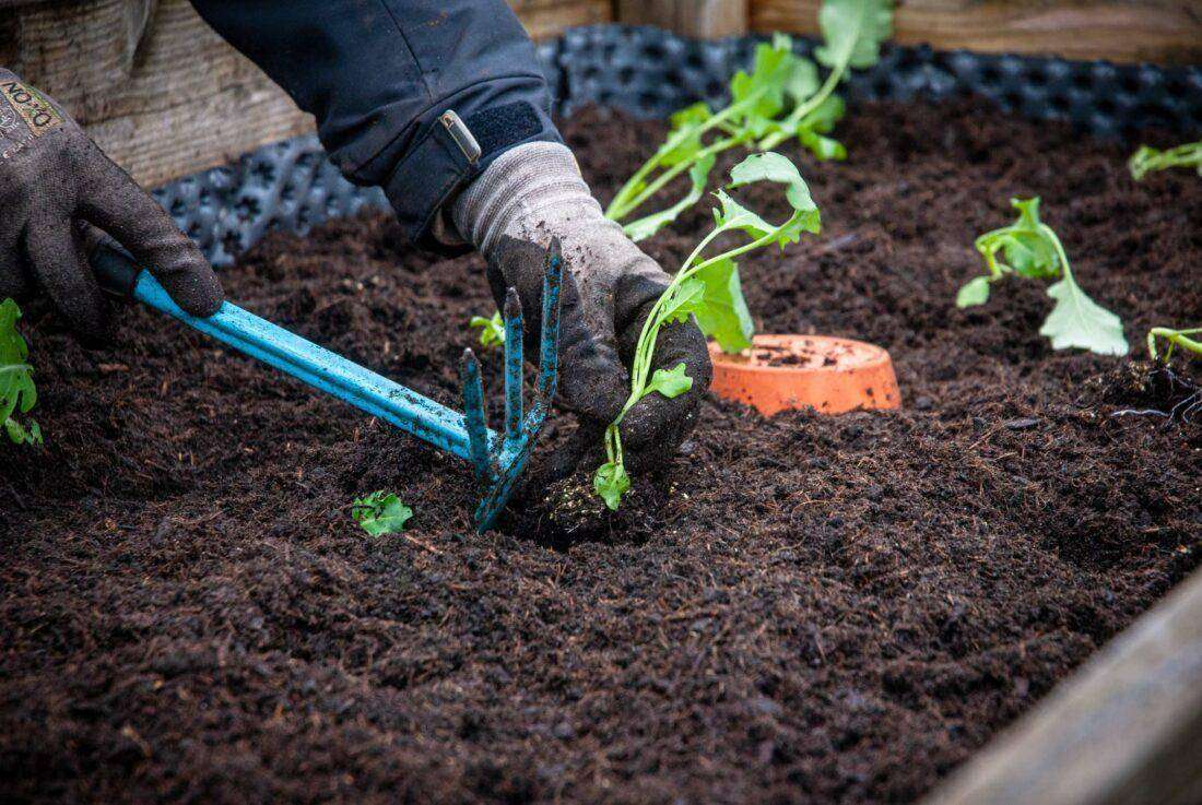 Close-up einer Frau, die eine Kohlpflanze in ein frisch befülltes Hochbeet setzt. 