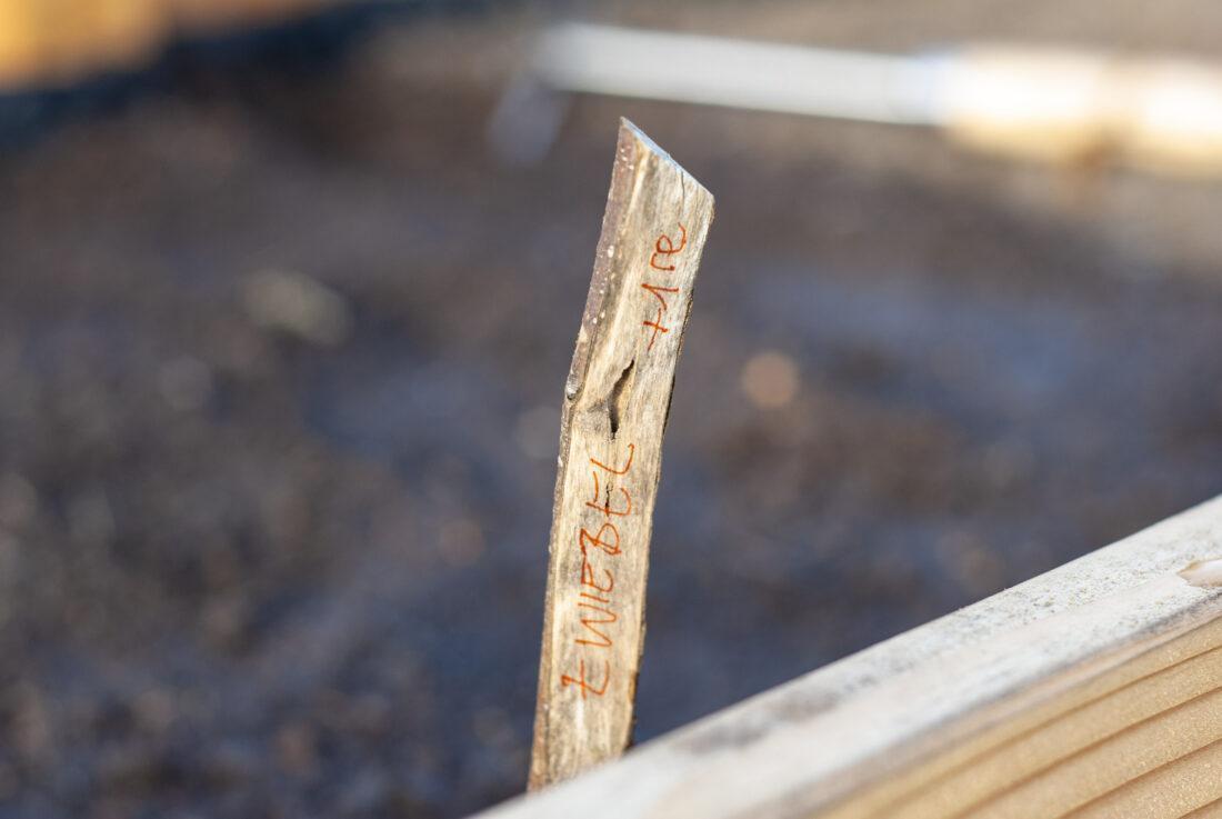 Pflanzschild einer ausgesäten Reihe Zwiebel