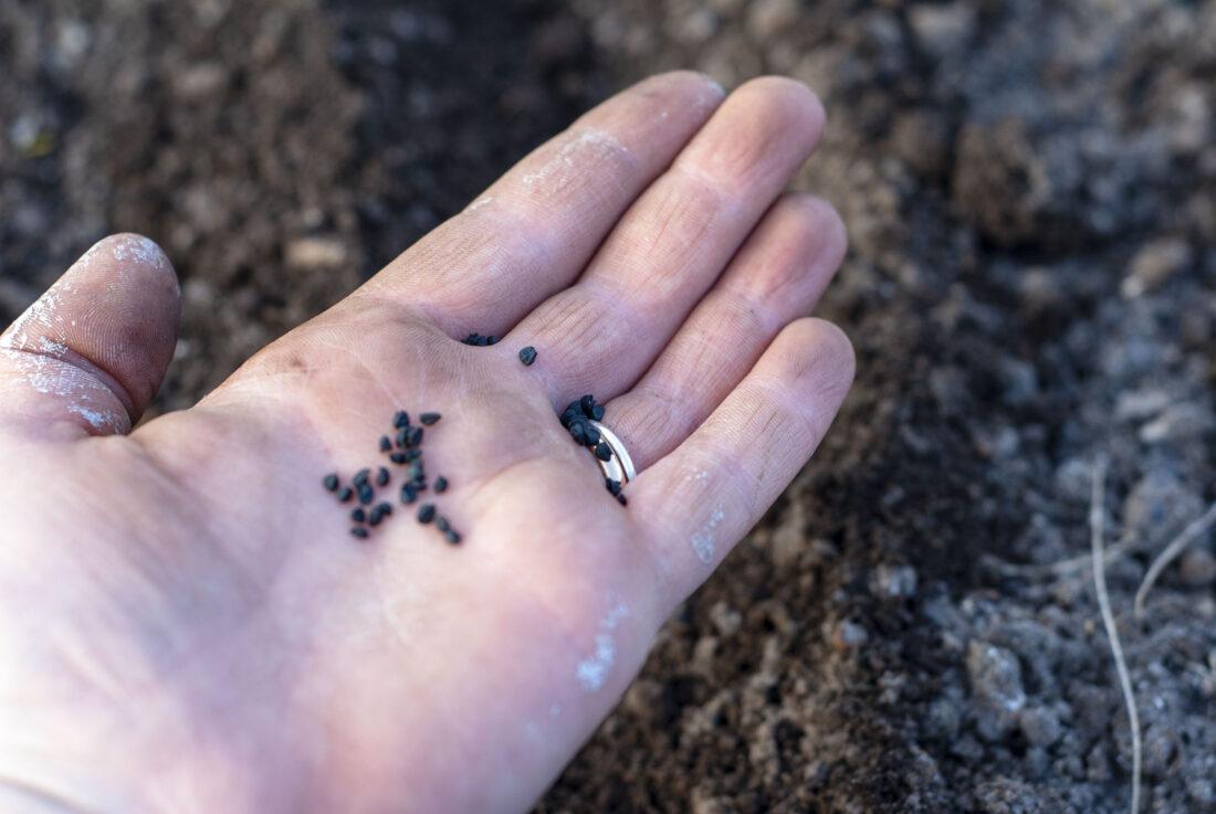 Frau hält Saatgut, um Pflanzen in einem Hochbeet anzuziehen.