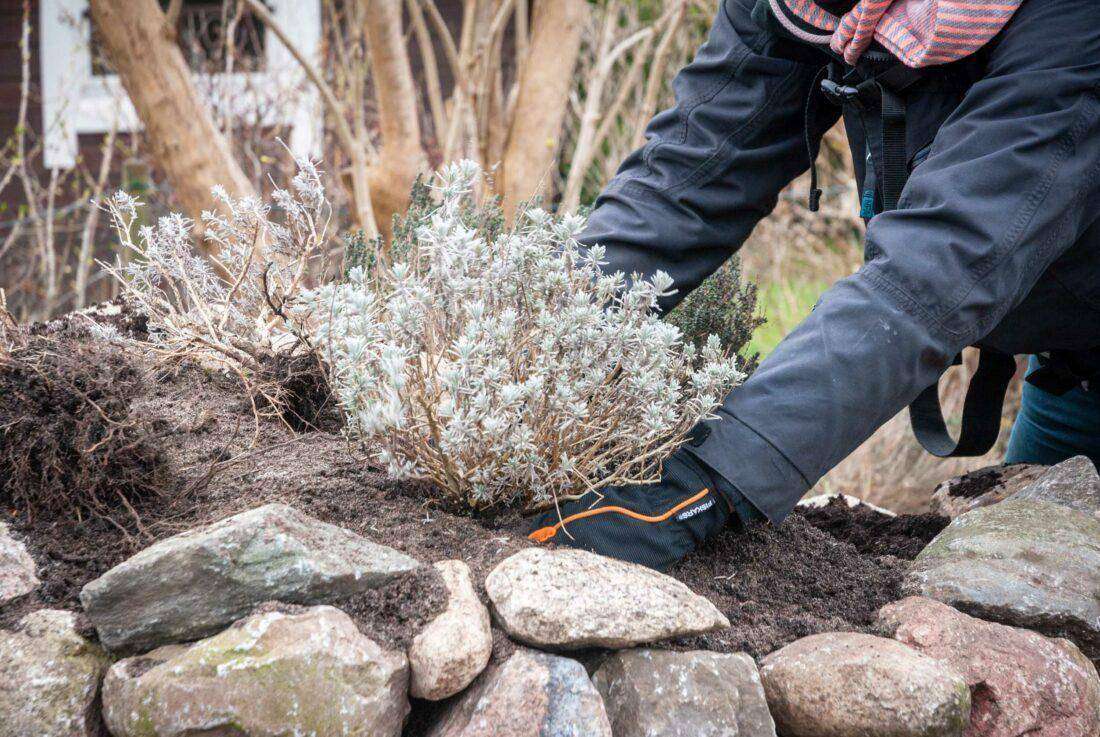 Kräuterspirale bepflanzen: eine Frau drückt Erde um einen Lavendelstrauch herum fest. 